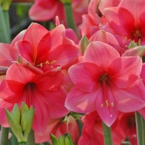 Amaryllis Adele