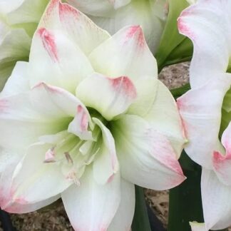 Amaryllis Amadeus (large 28+ cm)
