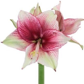 Amaryllis Revelation (large 28+ cm)