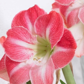Amaryllis Cherry Blossom (large 28+ cm)