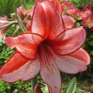 Amaryllis CHARISMA (large 28+ cm)