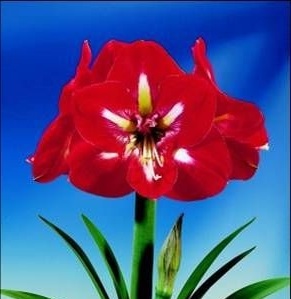 Amaryllis Design