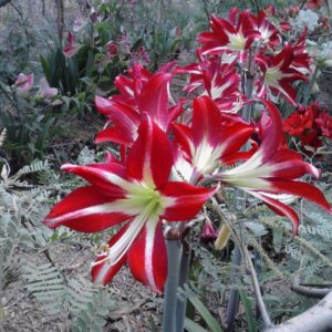 Amaryllis Sophisticated