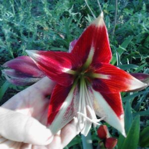 Amaryllis Ruby Star