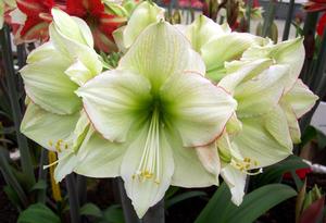 Amaryllis Emerald Dawn