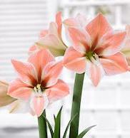 Amaryllis SAN REMO 36 cm