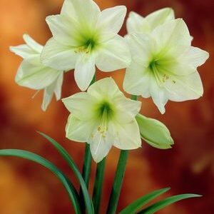 Amaryllis Fantasy