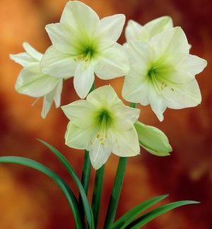 Amaryllis Fantasy