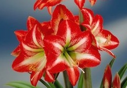 Amaryllis Baby Star