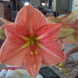 Amaryllis Terra Cotta Star