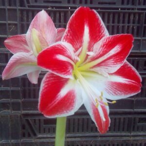Amaryllis Spartacus