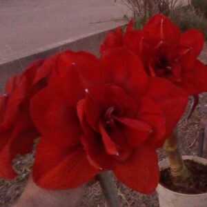 Amaryllis Double King 28+ cm