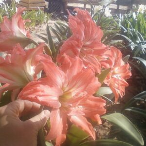 Amaryllis LADY JANE 30 cm