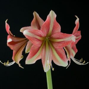 Amaryllis Opal Star (aka Cherry Crush)