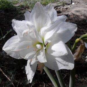 Hardy Amaryllis Alaska