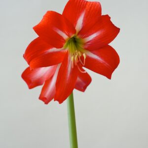 Hardy Amaryllis Balentino