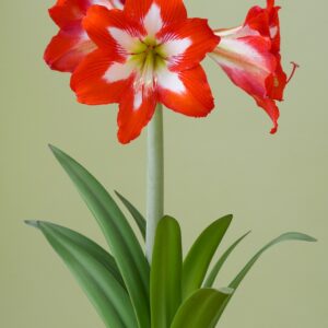 Hardy Amaryllis Eyecatcher