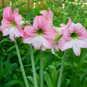Hardy Amaryllis Lollypop