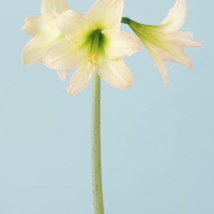 Hardy Amaryllis Marrakech