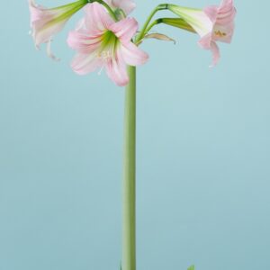 Hardy Amaryllis Pink Rascal