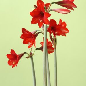Hardy Amaryllis Red Rascal
