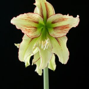 Hardy Amaryllis Viridi Rascal