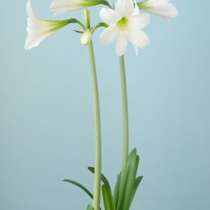 Hardy Amaryllis WHITE Rascal