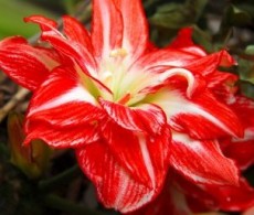 Amaryllis PASADENA