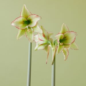 Hardy Amaryllis Ratatouille