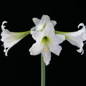 Hardy Amaryllis Swan Lake