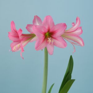 Hardy Amaryllis Sweet Sixteen