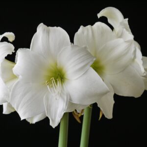 Amaryllis Matterhorn