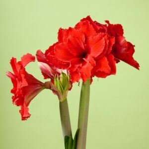 Amaryllis Amarantia