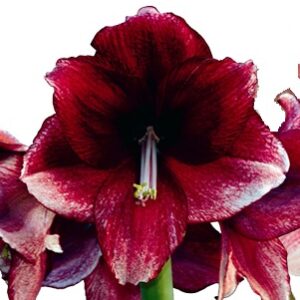 Amaryllis Daphne