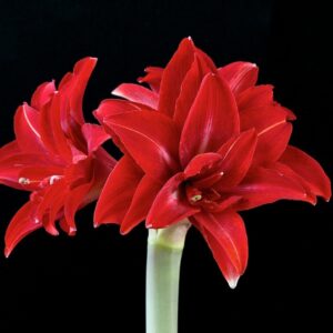 Amaryllis Double Delicious