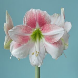 Amaryllis Rosy Star
