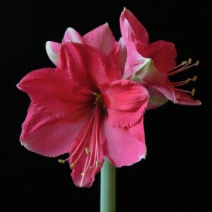 Amaryllis Pink Surprise JUMBO 30/32cm