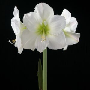 Amaryllis MOSCOW 30-32 cm