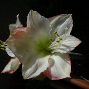 Amaryllis Picotee
