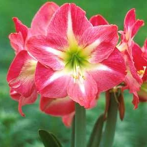 Amaryllis Wonderland