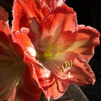 Amaryllis Minerva JUMBO SIZE