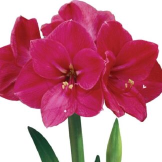 Amaryllis Amigo