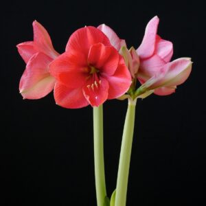 Amaryllis Pink Rival JUMBO