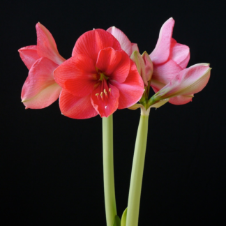Amaryllis Pink Rival JUMBO