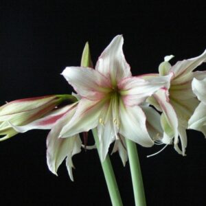 Amaryllis MAGIC GREEN®