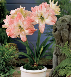 Amaryllis APHRODITE