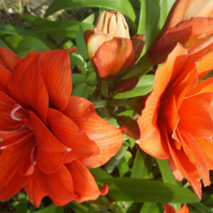 Amaryllis CELICA®