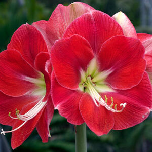 Amaryllis MONACO® Jumbo