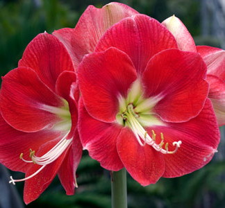 Amaryllis MONACO® Jumbo