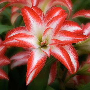 Amaryllis SPLASH®